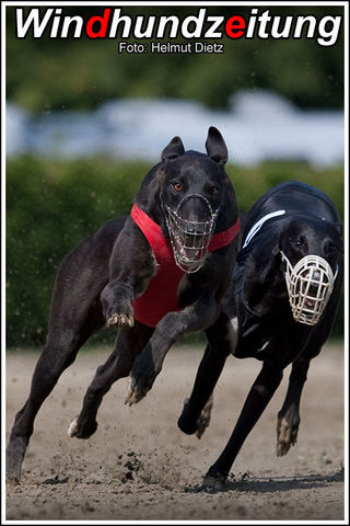 Greyhound_Dopping_Hutch-big